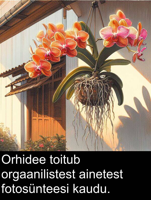 toitub: Orhidee toitub orgaanilistest ainetest fotosünteesi kaudu.