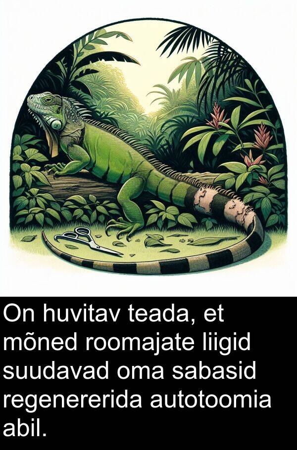 sabasid: On huvitav teada, et mõned roomajate liigid suudavad oma sabasid regenererida autotoomia abil.