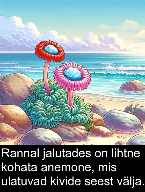 kohata: Rannal jalutades on lihtne kohata anemone, mis ulatuvad kivide seest välja.