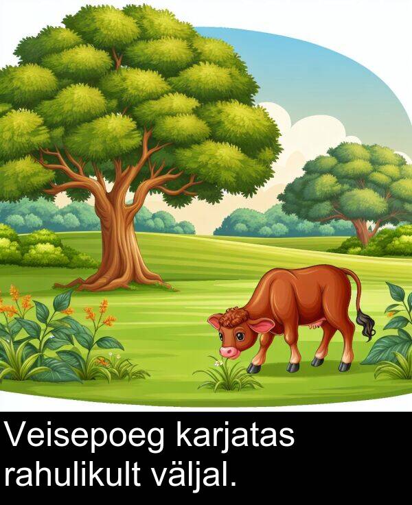 väljal: Veisepoeg karjatas rahulikult väljal.