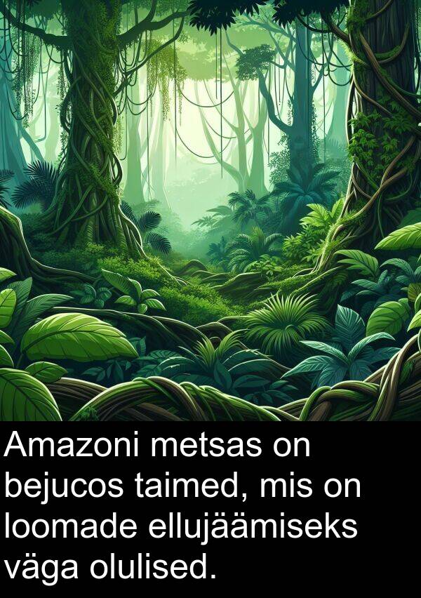 bejucos: Amazoni metsas on bejucos taimed, mis on loomade ellujäämiseks väga olulised.