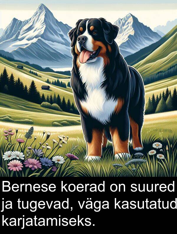 koerad: Bernese koerad on suured ja tugevad, väga kasutatud karjatamiseks.