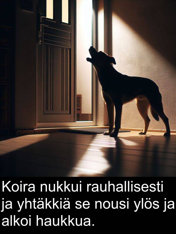rauhallisesti: Koira nukkui rauhallisesti ja yhtäkkiä se nousi ylös ja alkoi haukkua.