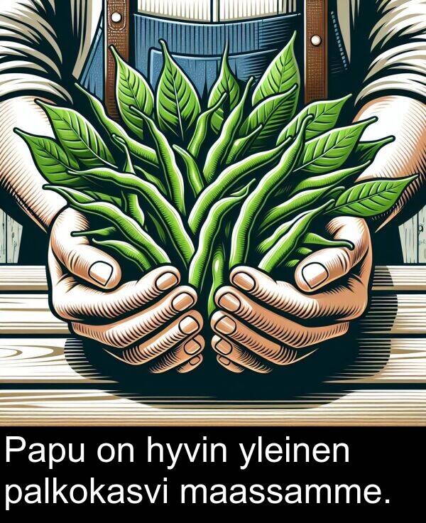 yleinen: Papu on hyvin yleinen palkokasvi maassamme.