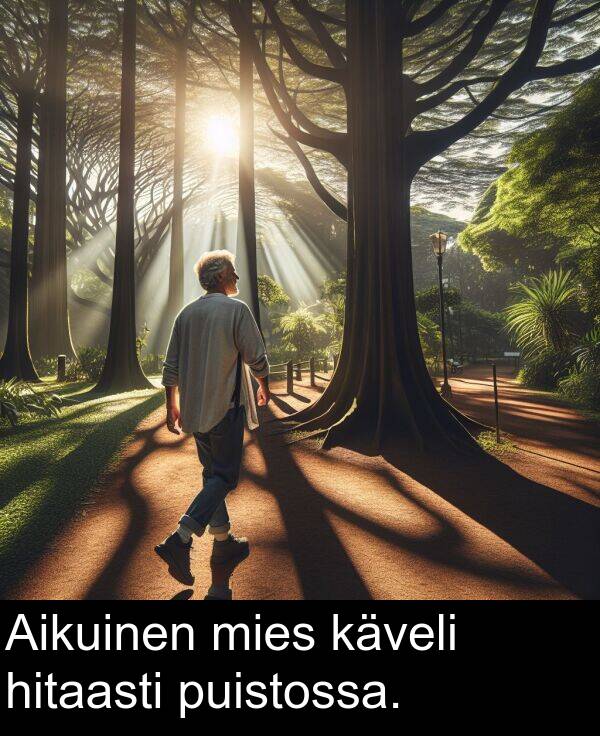 puistossa: Aikuinen mies käveli hitaasti puistossa.