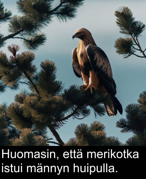 männyn: Huomasin, että merikotka istui männyn huipulla.