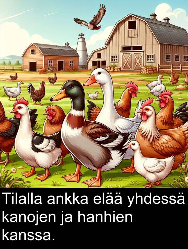 yhdessä: Tilalla ankka elää yhdessä kanojen ja hanhien kanssa.