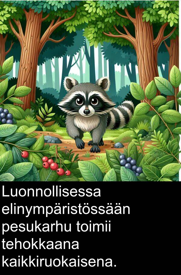 pesukarhu: Luonnollisessa elinympäristössään pesukarhu toimii tehokkaana kaikkiruokaisena.