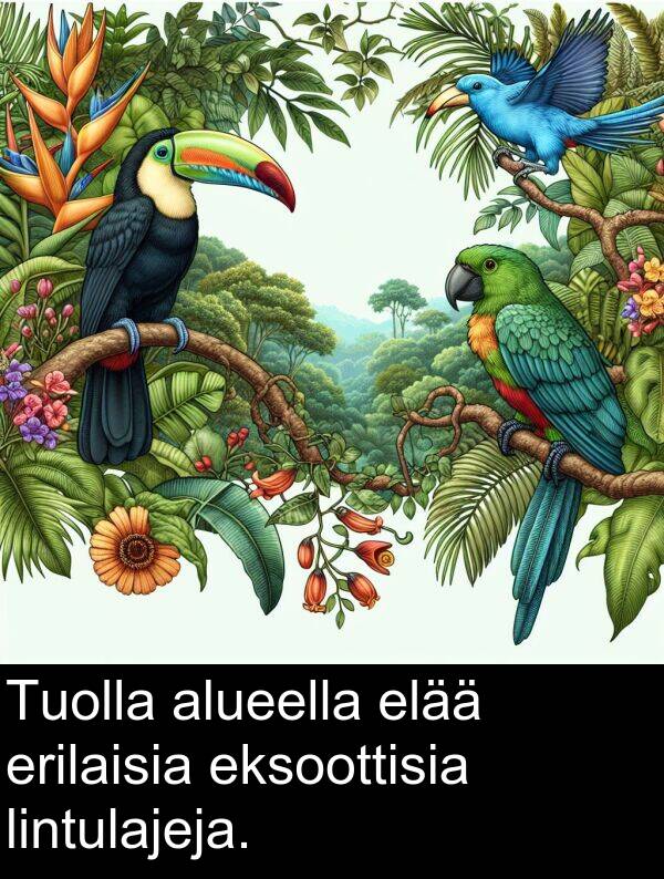 lintulajeja: Tuolla alueella elää erilaisia eksoottisia lintulajeja.
