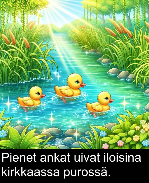 purossä: Pienet ankat uivat iloisina kirkkaassa purossä.
