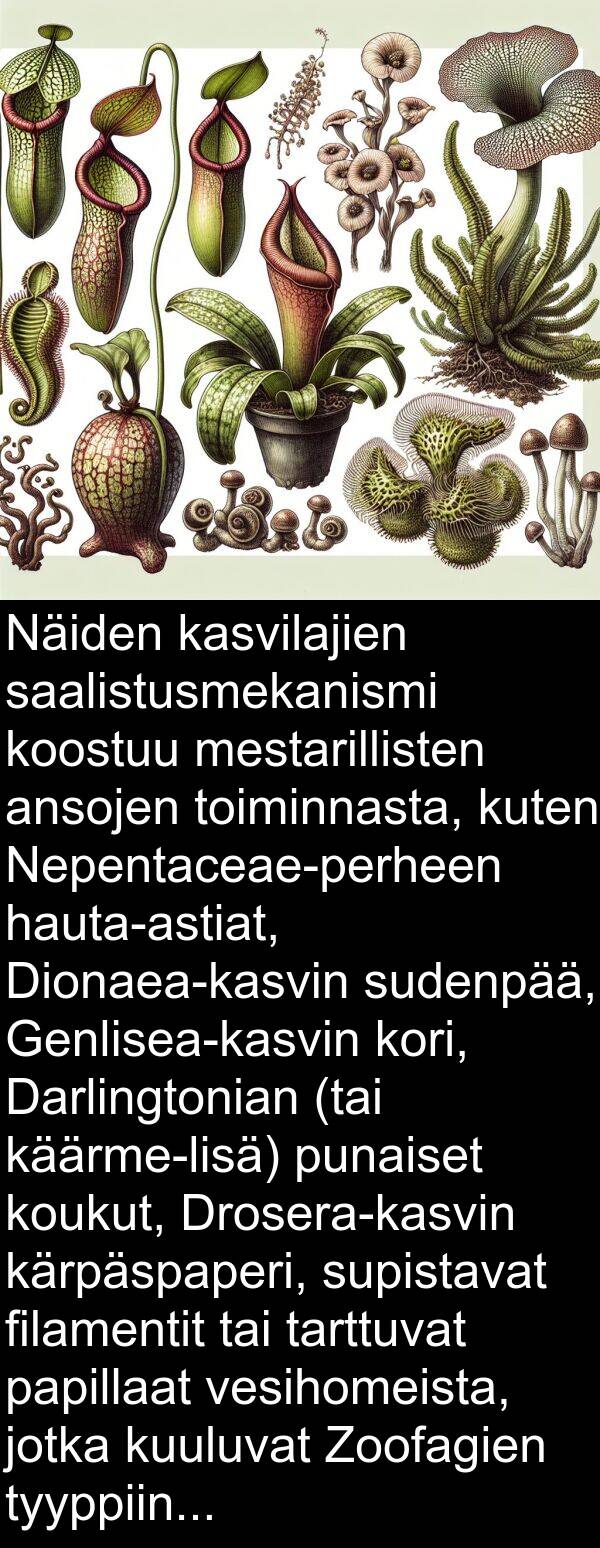 supistavat: Näiden kasvilajien saalistusmekanismi koostuu mestarillisten ansojen toiminnasta, kuten Nepentaceae-perheen hauta-astiat, Dionaea-kasvin sudenpää, Genlisea-kasvin kori, Darlingtonian (tai käärme-lisä) punaiset koukut, Drosera-kasvin kärpäspaperi, supistavat filamentit tai tarttuvat papillaat vesihomeista, jotka kuuluvat Zoofagien tyyppiin.