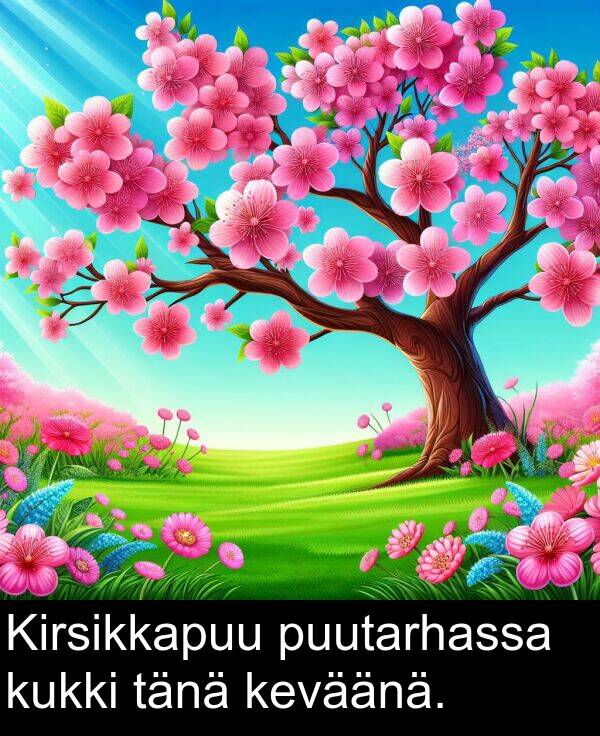 puutarhassa: Kirsikkapuu puutarhassa kukki tänä keväänä.
