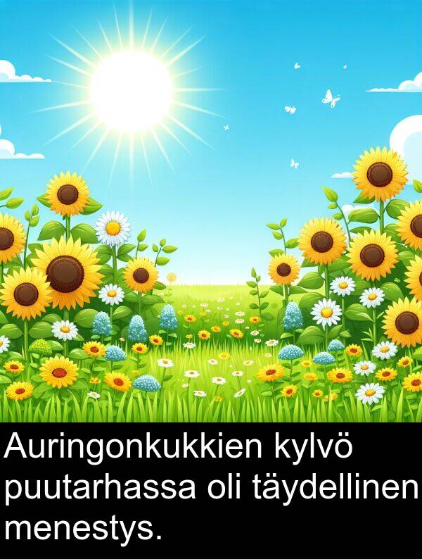 puutarhassa: Auringonkukkien kylvö puutarhassa oli täydellinen menestys.