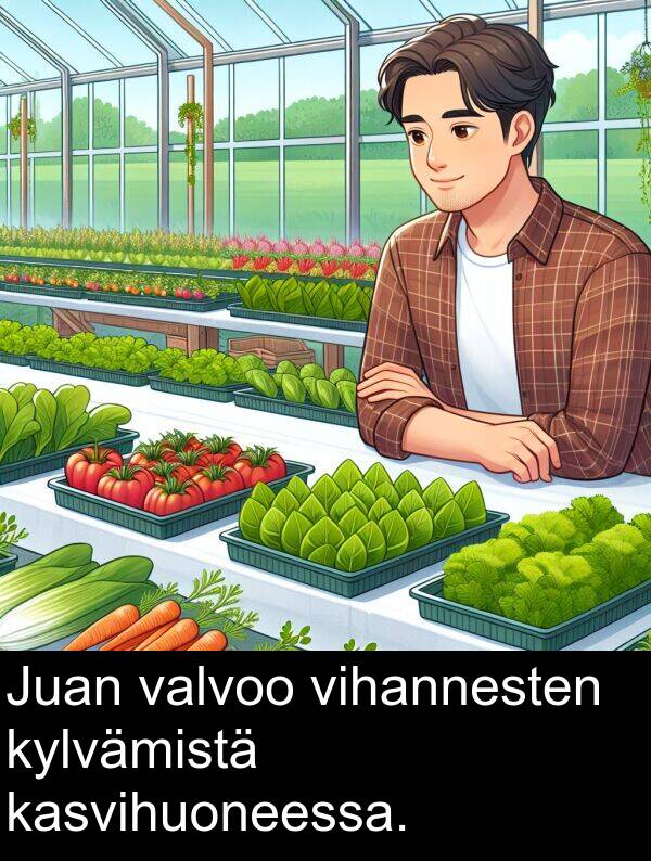 kasvihuoneessa: Juan valvoo vihannesten kylvämistä kasvihuoneessa.