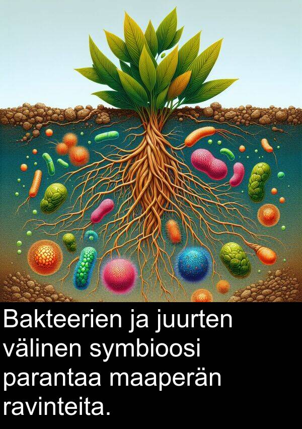 parantaa: Bakteerien ja juurten välinen symbioosi parantaa maaperän ravinteita.
