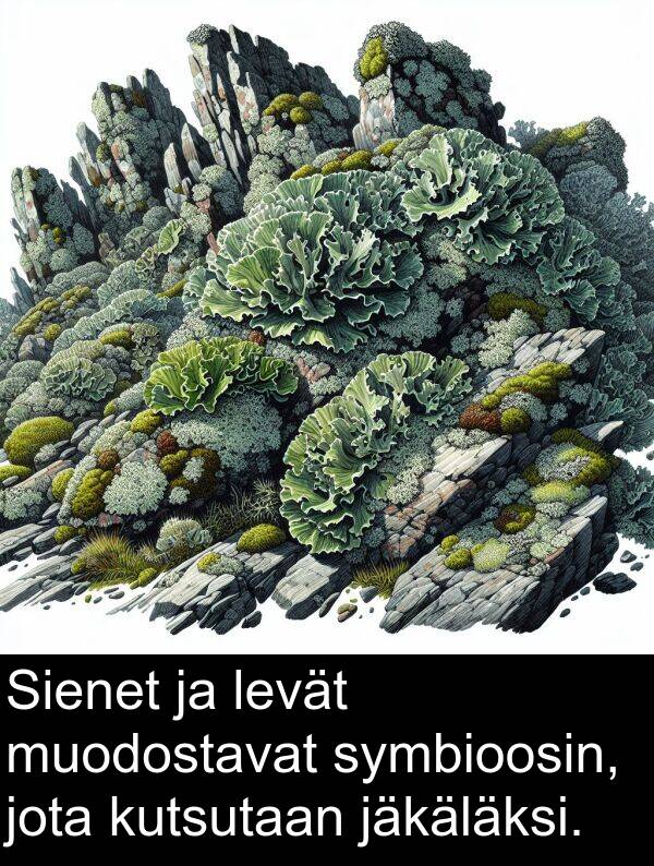 jäkäläksi: Sienet ja levät muodostavat symbioosin, jota kutsutaan jäkäläksi.