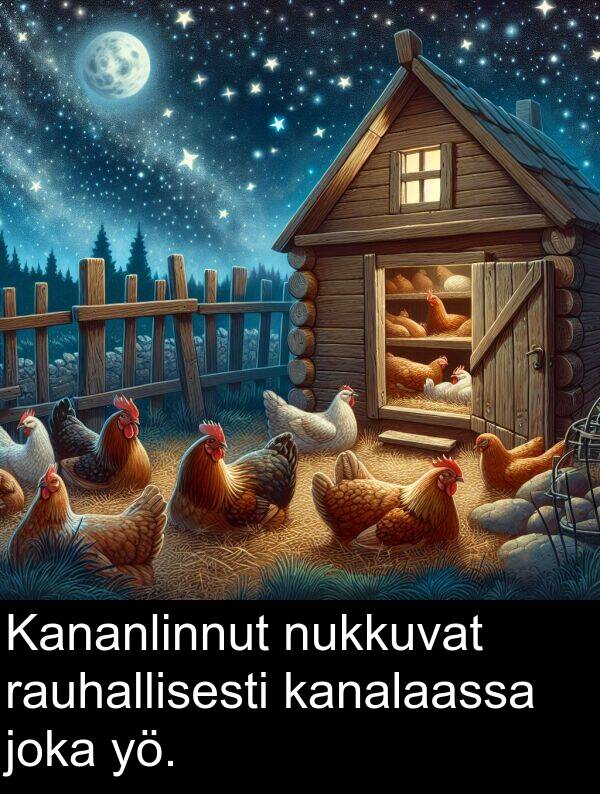rauhallisesti: Kananlinnut nukkuvat rauhallisesti kanalaassa joka yö.