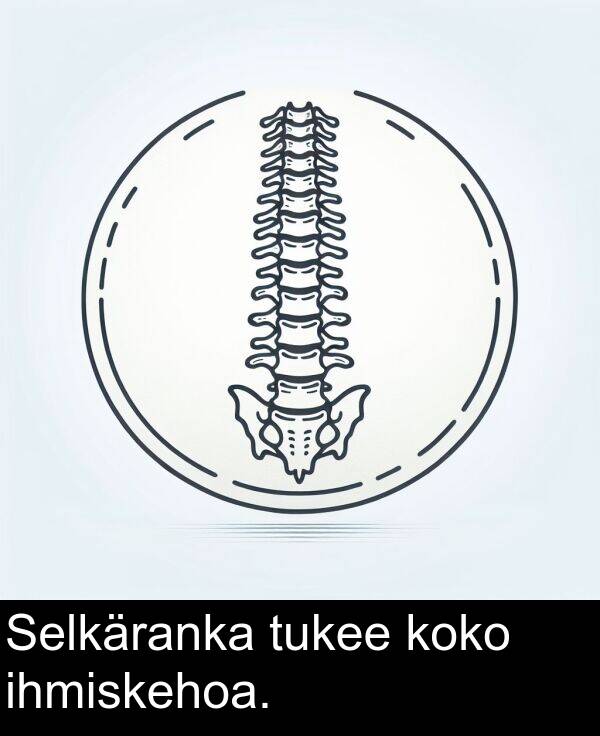 tukee: Selkäranka tukee koko ihmiskehoa.