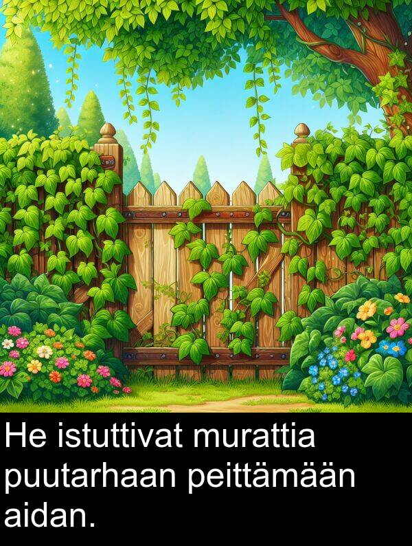 puutarhaan: He istuttivat murattia puutarhaan peittämään aidan.