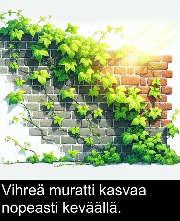 muratti: Vihreä muratti kasvaa nopeasti keväällä.