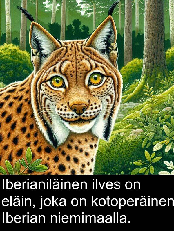 niemimaalla: Iberianiläinen ilves on eläin, joka on kotoperäinen Iberian niemimaalla.