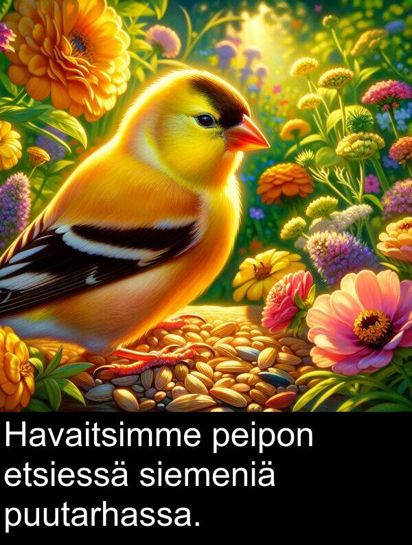 siemeniä: Havaitsimme peipon etsiessä siemeniä puutarhassa.