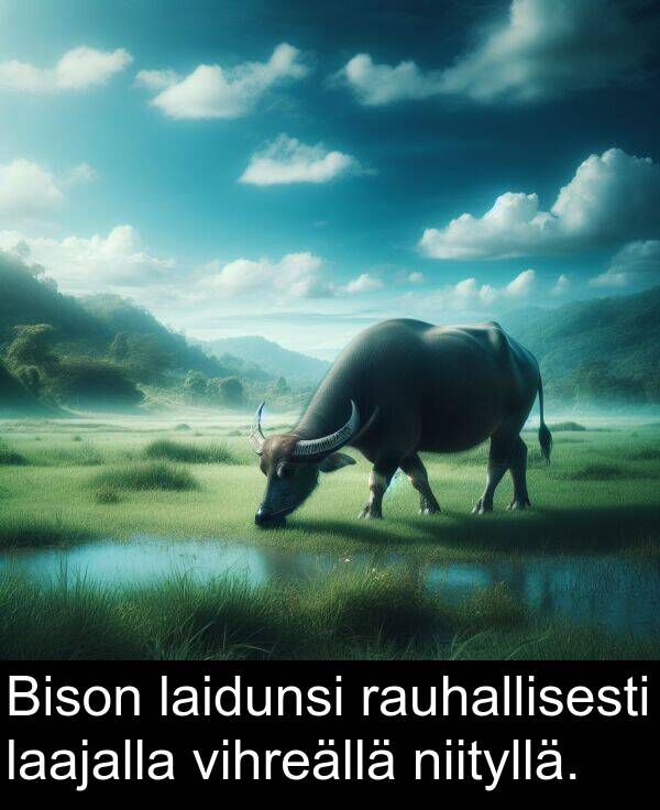 rauhallisesti: Bison laidunsi rauhallisesti laajalla vihreällä niityllä.