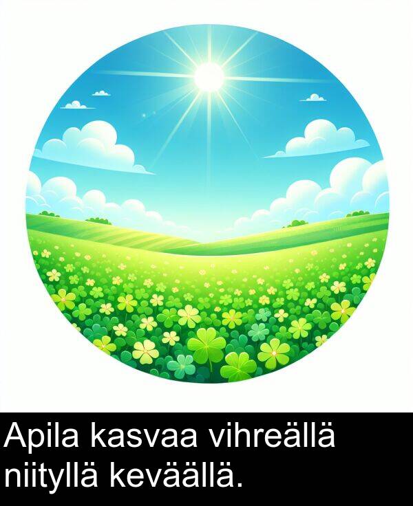 vihreällä: Apila kasvaa vihreällä niityllä keväällä.
