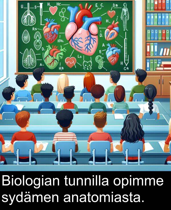 sydämen: Biologian tunnilla opimme sydämen anatomiasta.