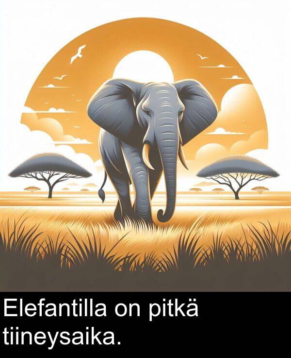 tiineysaika: Elefantilla on pitkä tiineysaika.