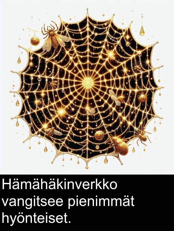 vangitsee: Hämähäkinverkko vangitsee pienimmät hyönteiset.