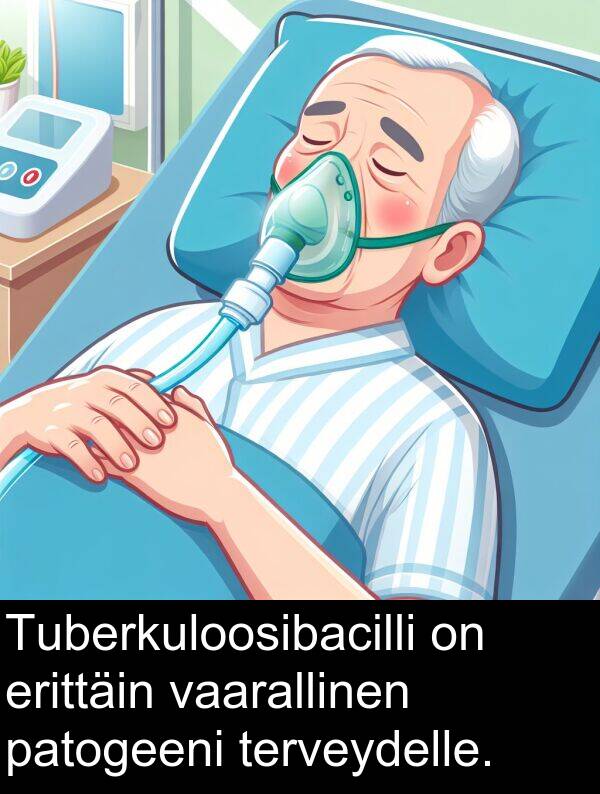 vaarallinen: Tuberkuloosibacilli on erittäin vaarallinen patogeeni terveydelle.