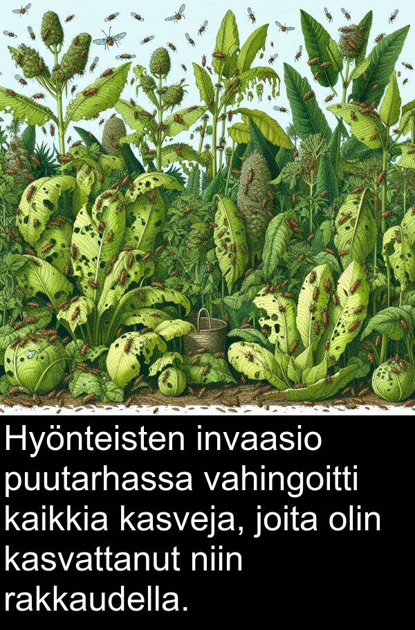 puutarhassa: Hyönteisten invaasio puutarhassa vahingoitti kaikkia kasveja, joita olin kasvattanut niin rakkaudella.