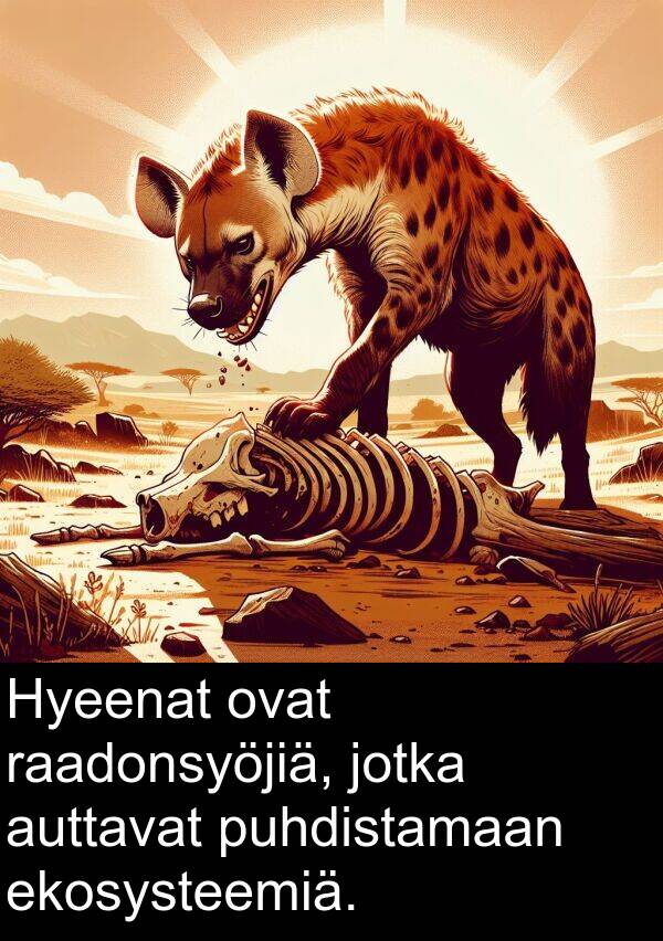puhdistamaan: Hyeenat ovat raadonsyöjiä, jotka auttavat puhdistamaan ekosysteemiä.