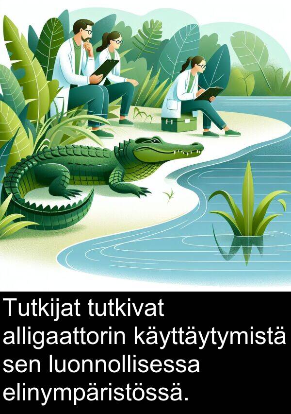 luonnollisessa: Tutkijat tutkivat alligaattorin käyttäytymistä sen luonnollisessa elinympäristössä.
