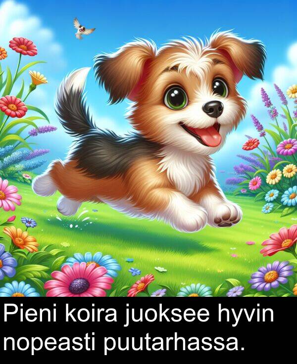 puutarhassa: Pieni koira juoksee hyvin nopeasti puutarhassa.