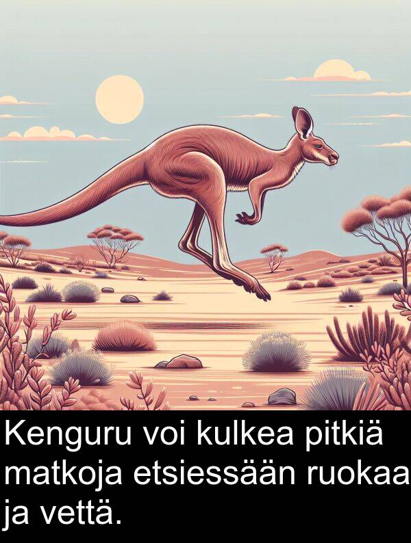 vettä: Kenguru voi kulkea pitkiä matkoja etsiessään ruokaa ja vettä.