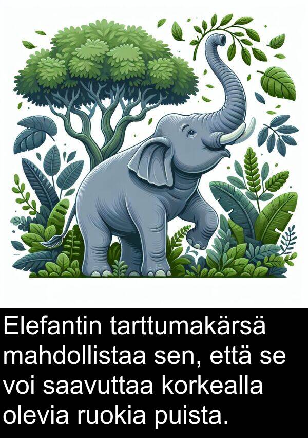 saavuttaa: Elefantin tarttumakärsä mahdollistaa sen, että se voi saavuttaa korkealla olevia ruokia puista.