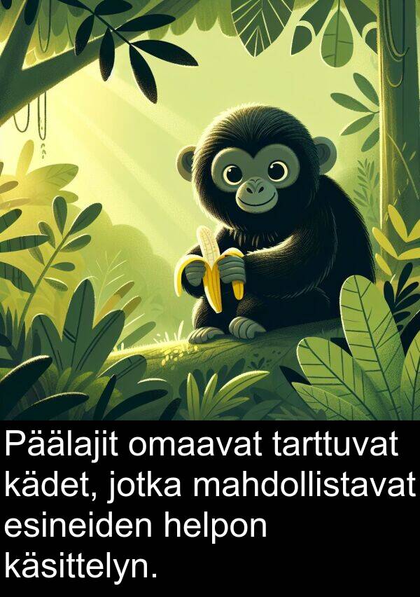 mahdollistavat: Päälajit omaavat tarttuvat kädet, jotka mahdollistavat esineiden helpon käsittelyn.