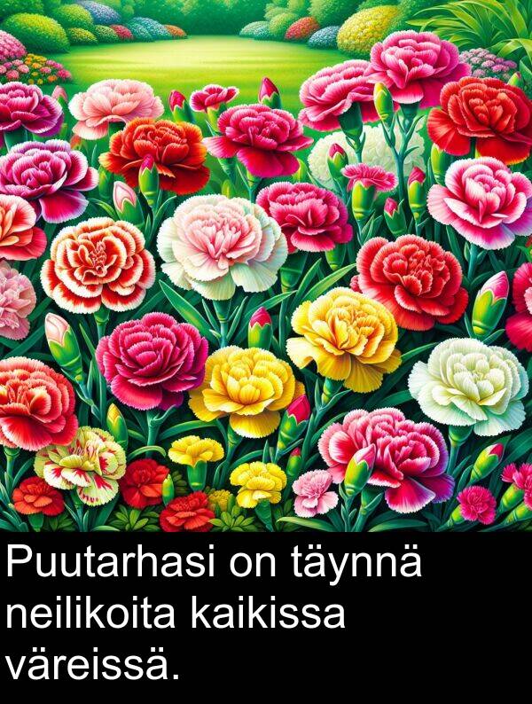 neilikoita: Puutarhasi on täynnä neilikoita kaikissa väreissä.