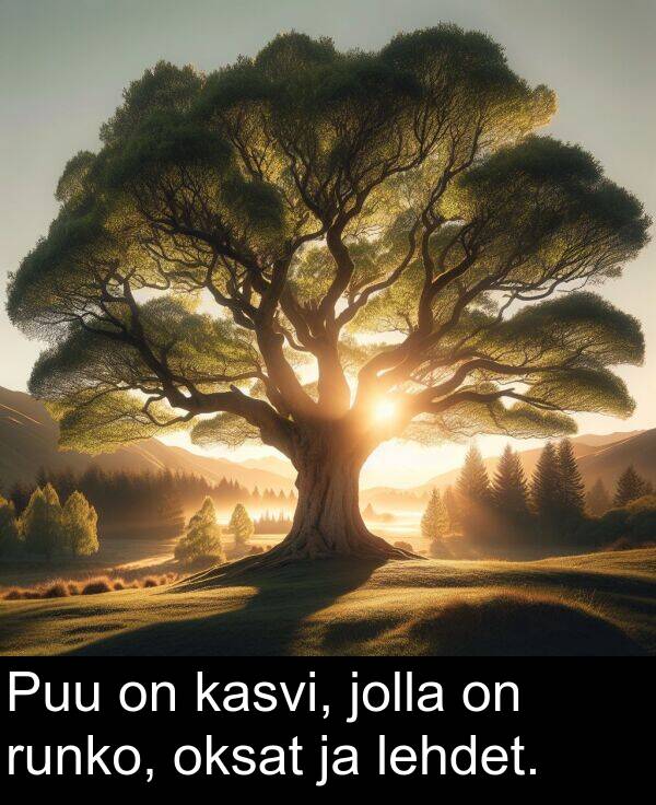 lehdet: Puu on kasvi, jolla on runko, oksat ja lehdet.