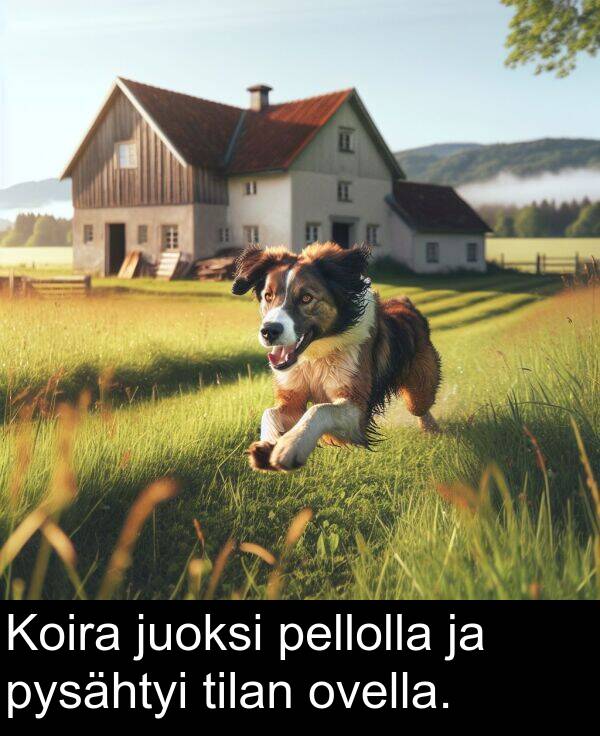 pysähtyi: Koira juoksi pellolla ja pysähtyi tilan ovella.