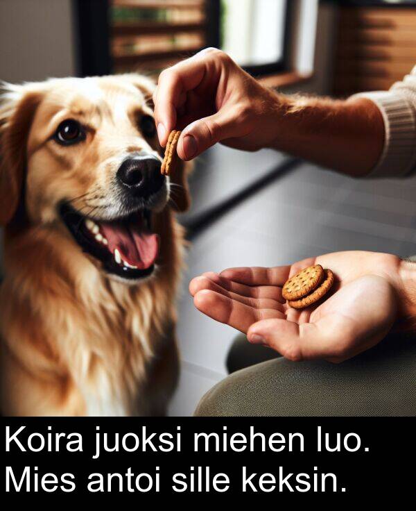 sille: Koira juoksi miehen luo. Mies antoi sille keksin.