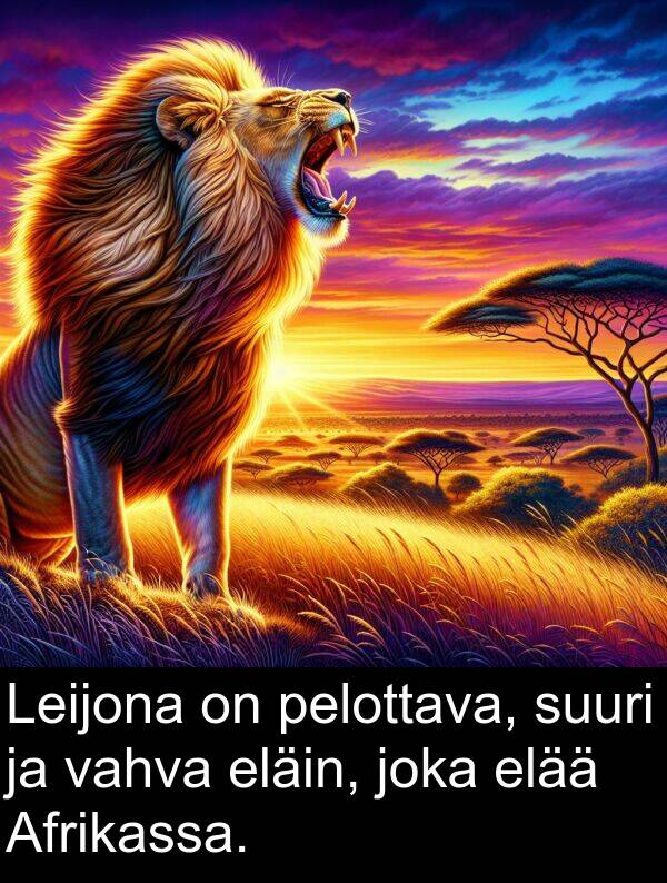 pelottava: Leijona on pelottava, suuri ja vahva eläin, joka elää Afrikassa.