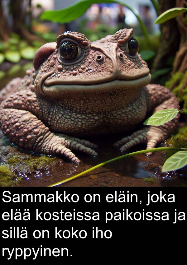 sillä: Sammakko on eläin, joka elää kosteissa paikoissa ja sillä on koko iho ryppyinen.