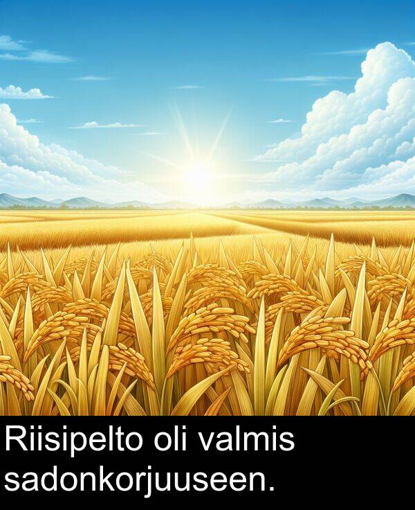 sadonkorjuuseen: Riisipelto oli valmis sadonkorjuuseen.