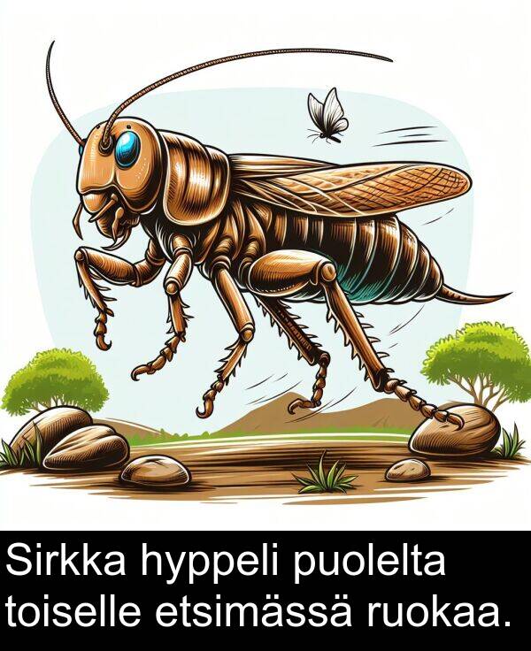 ruokaa: Sirkka hyppeli puolelta toiselle etsimässä ruokaa.