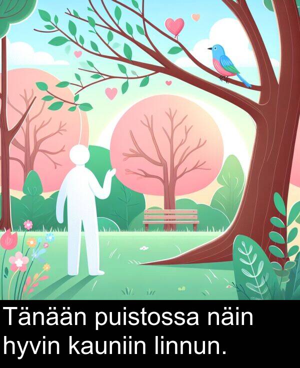 puistossa: Tänään puistossa näin hyvin kauniin linnun.