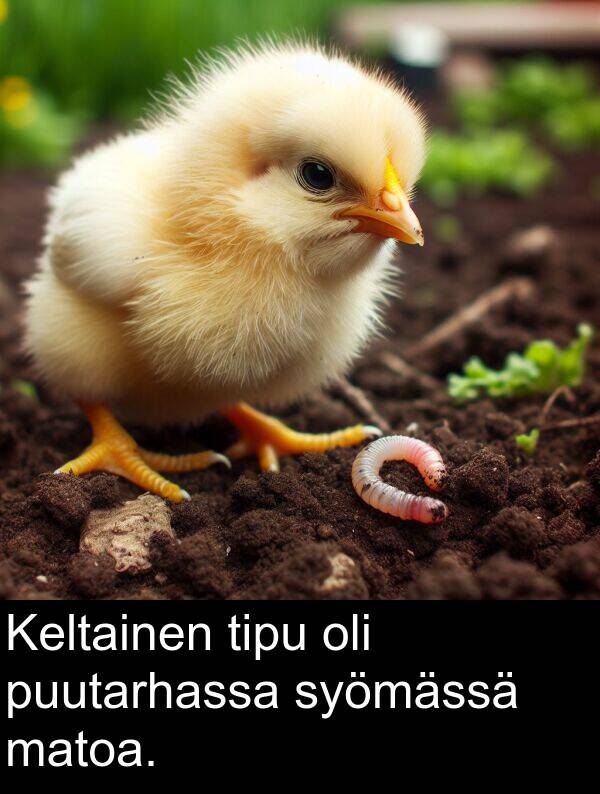 syömässä: Keltainen tipu oli puutarhassa syömässä matoa.