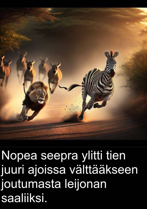 seepra: Nopea seepra ylitti tien juuri ajoissa välttääkseen joutumasta leijonan saaliiksi.